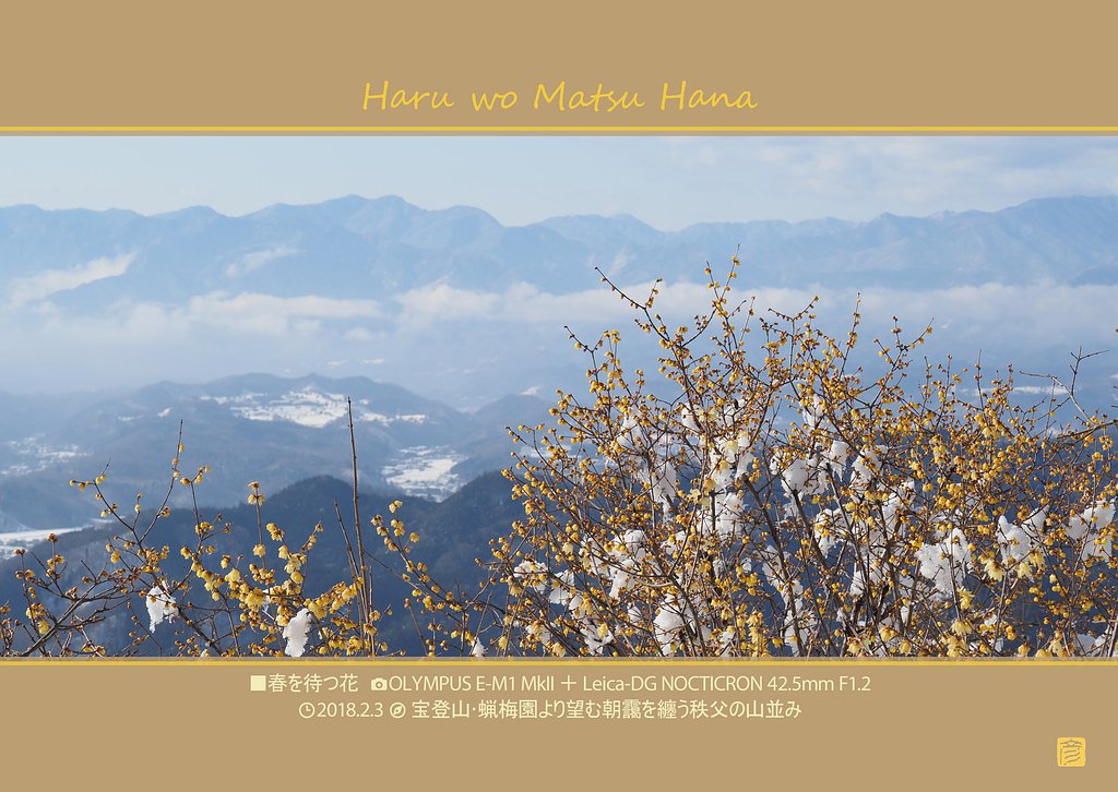 春を待つ花