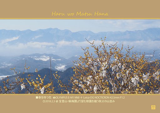 春を待つ花