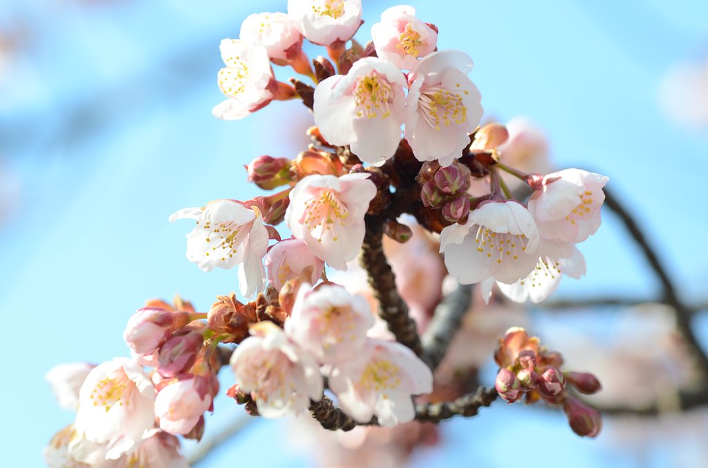 寒桜