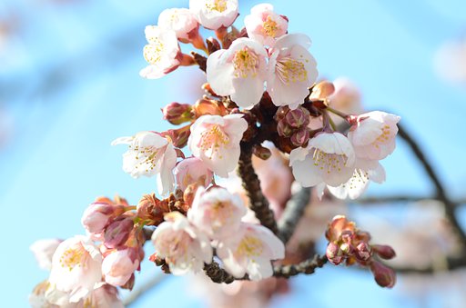 寒桜