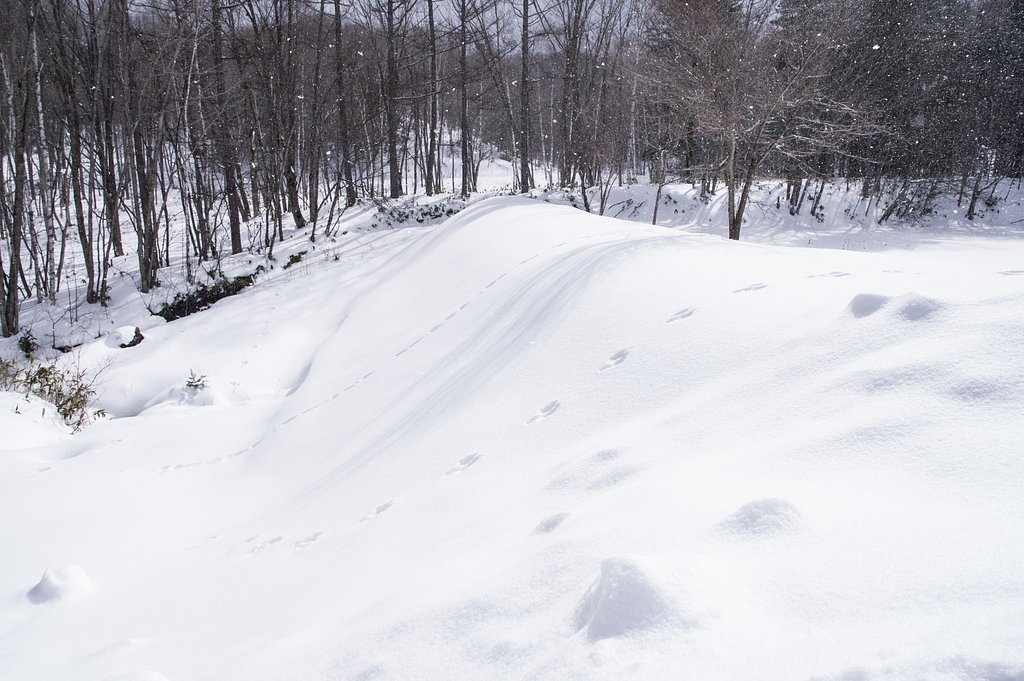 Rabbit Hill（表Ver)
