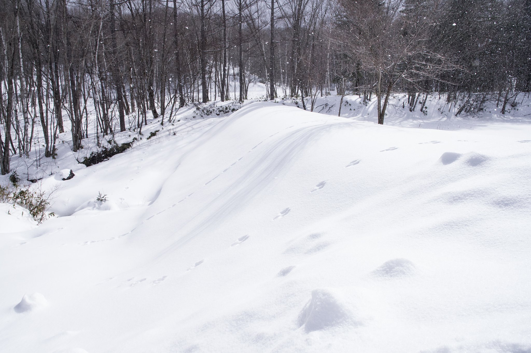 Rabbit Hill（表Ver)
