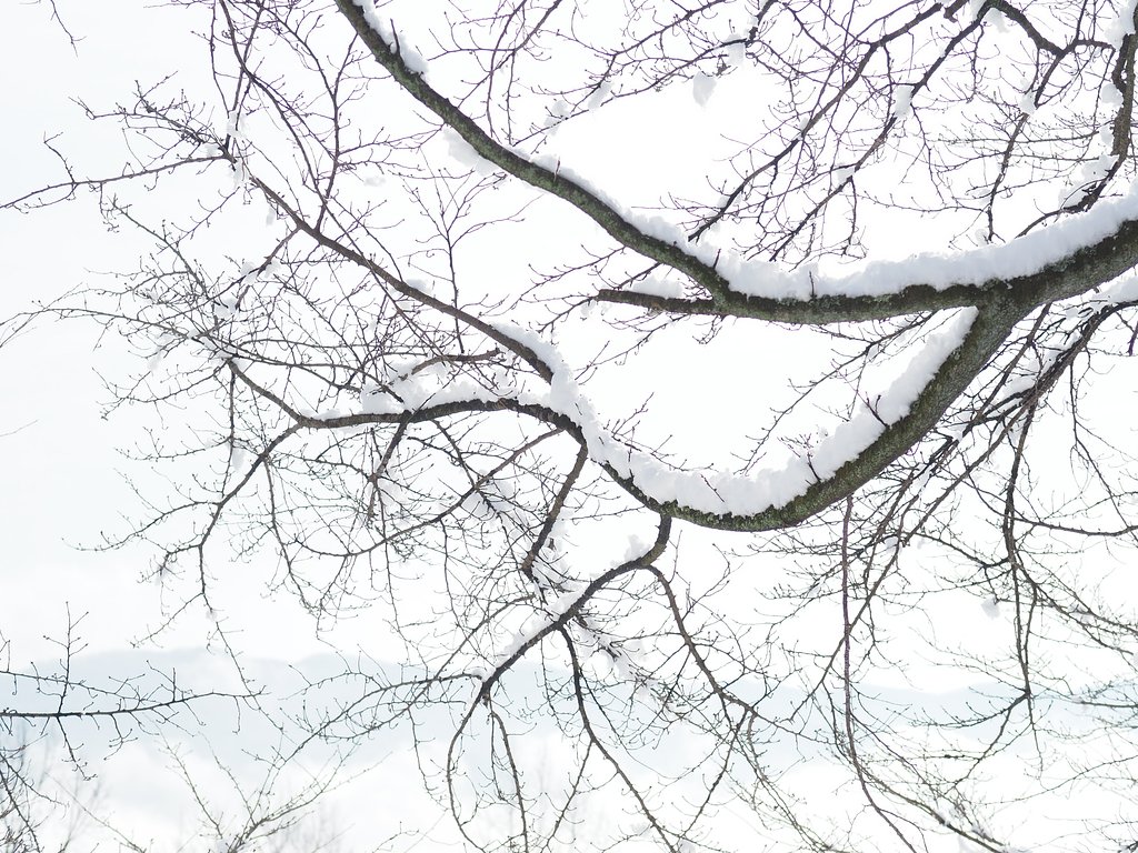 白い季節