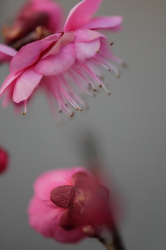 紅梅