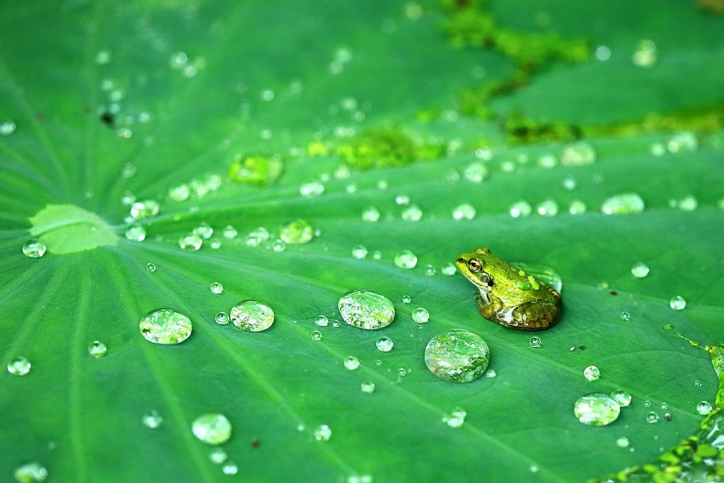 水玉カエル