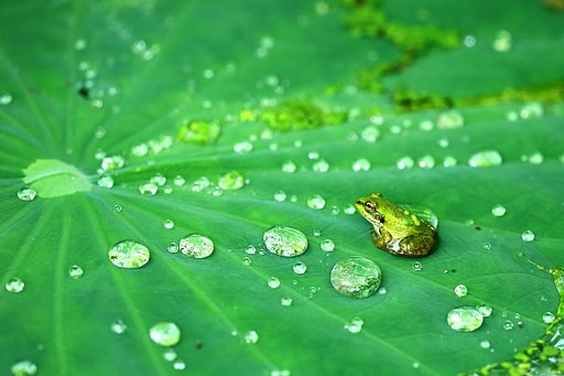 水玉カエル