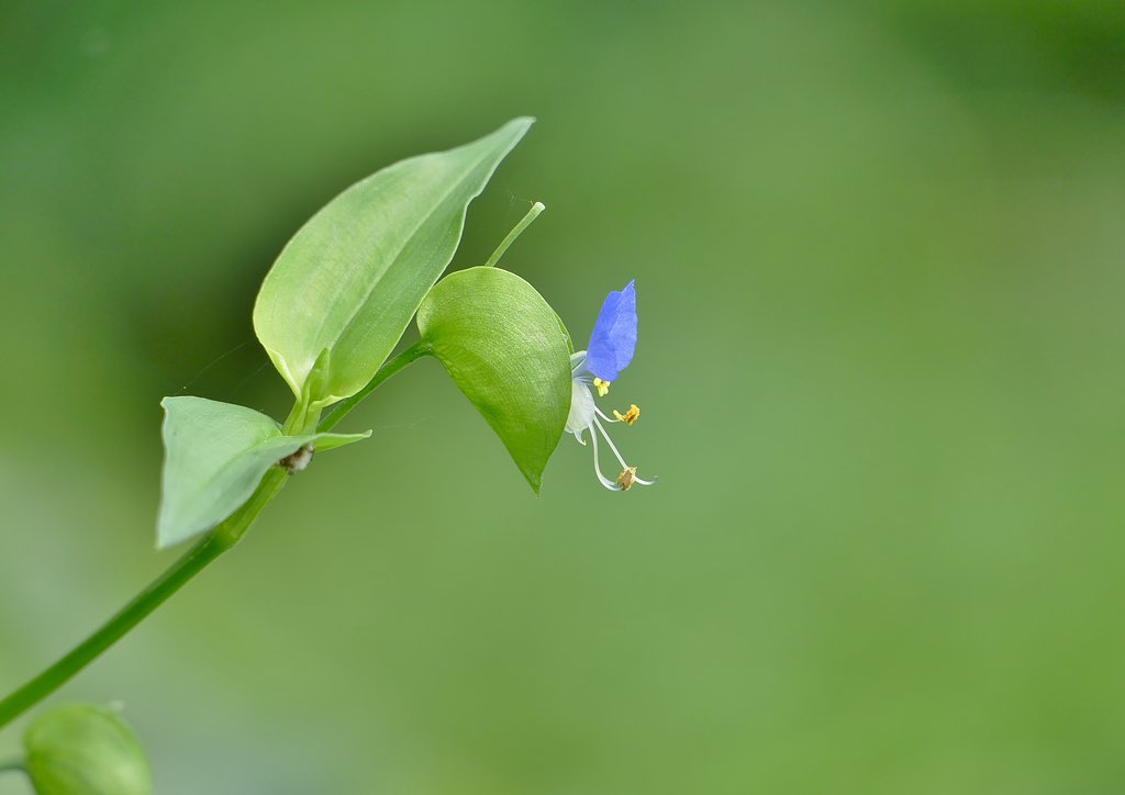 露草
