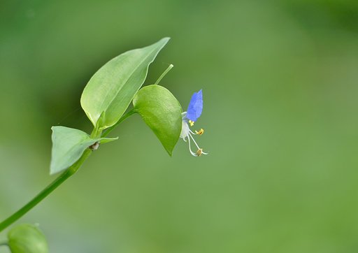 露草