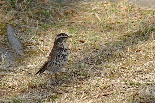 町中の小鳥