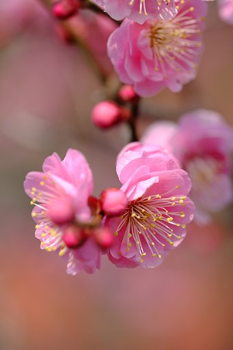 紅梅
