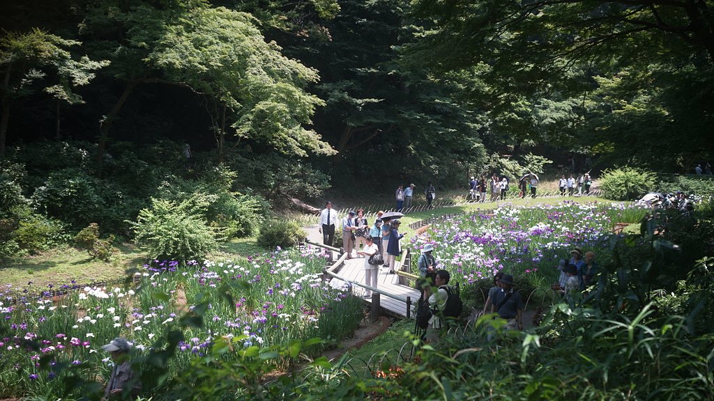 菖蒲田