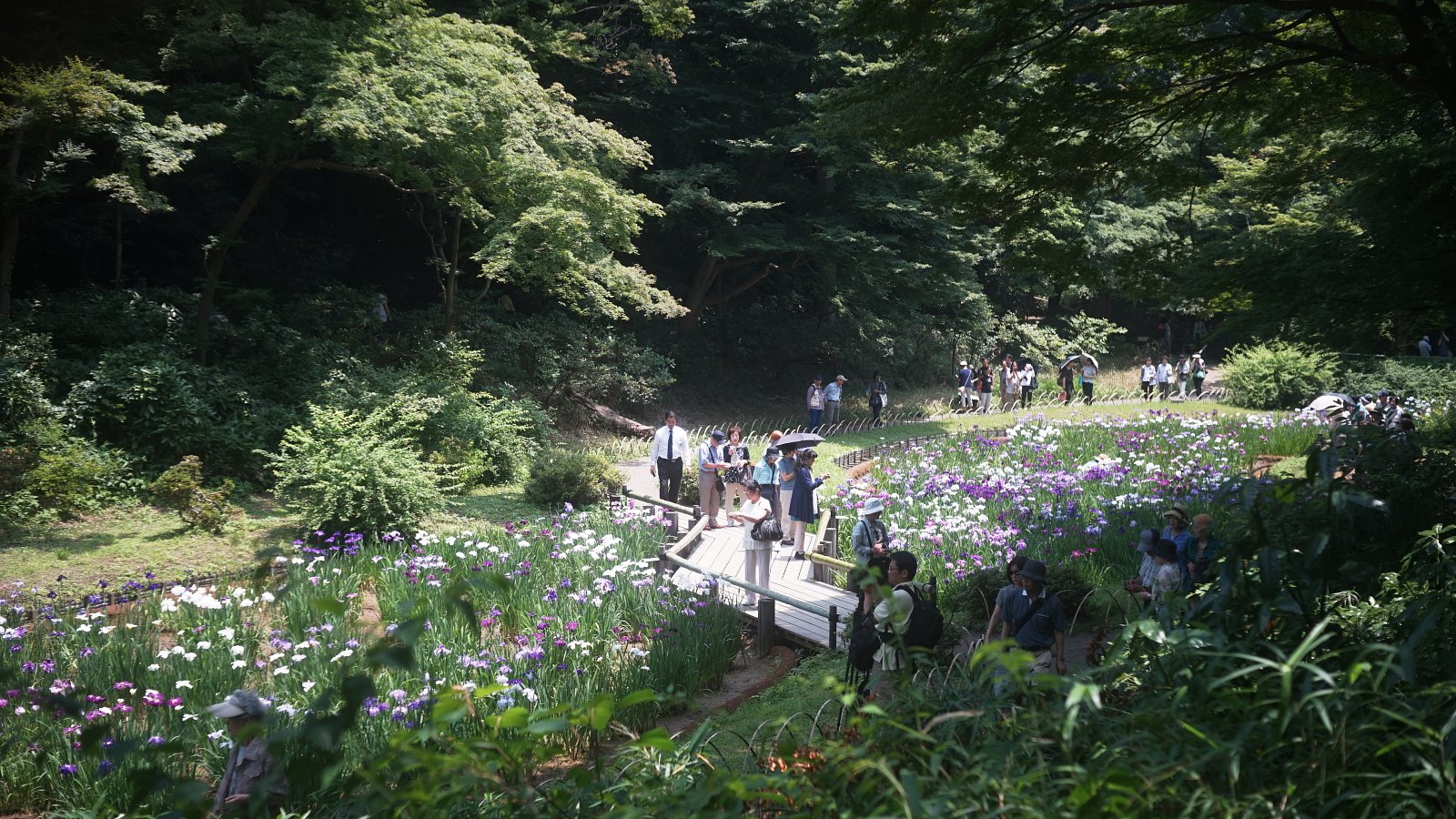 菖蒲田