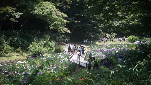 菖蒲田