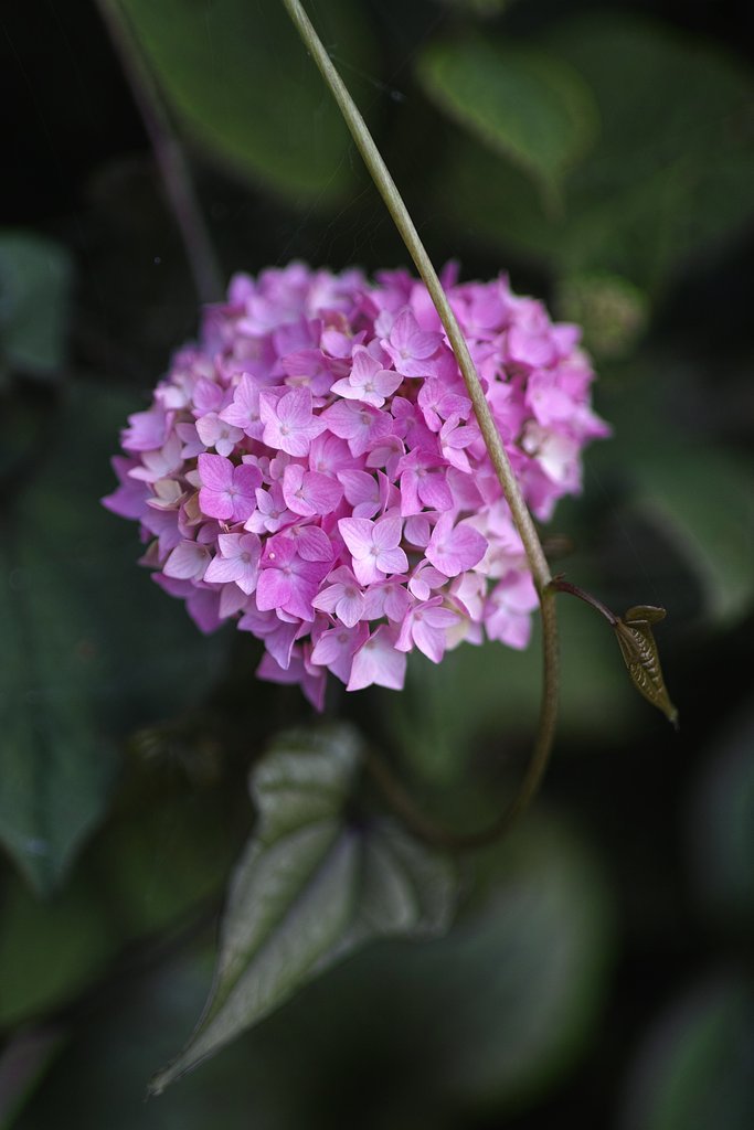 紫陽花