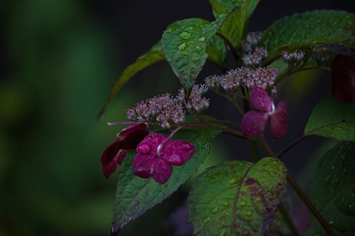 ご褒美、雨雫