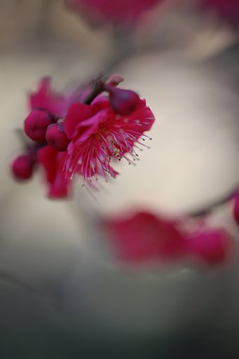 紅梅