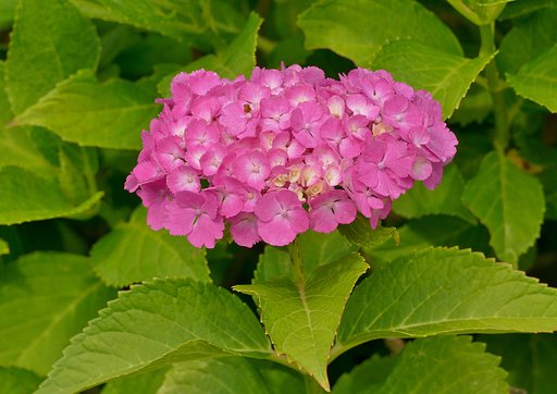紫陽花