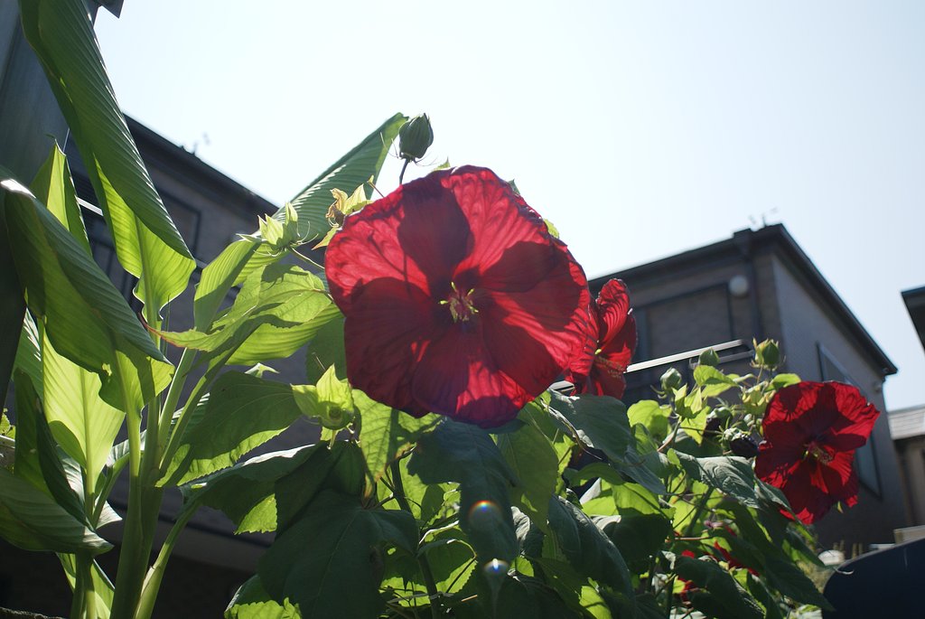 AF24mm F2.8 逆光テスト