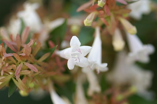 アベリア（花園衝羽根空木）