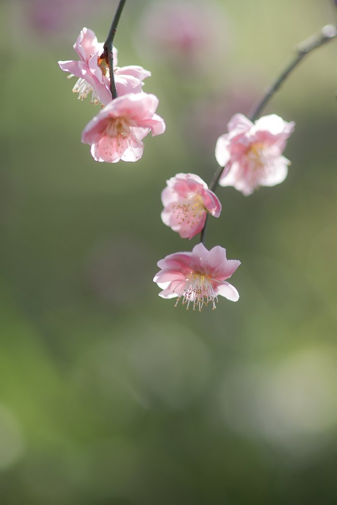 しだれ梅　Ⅱ