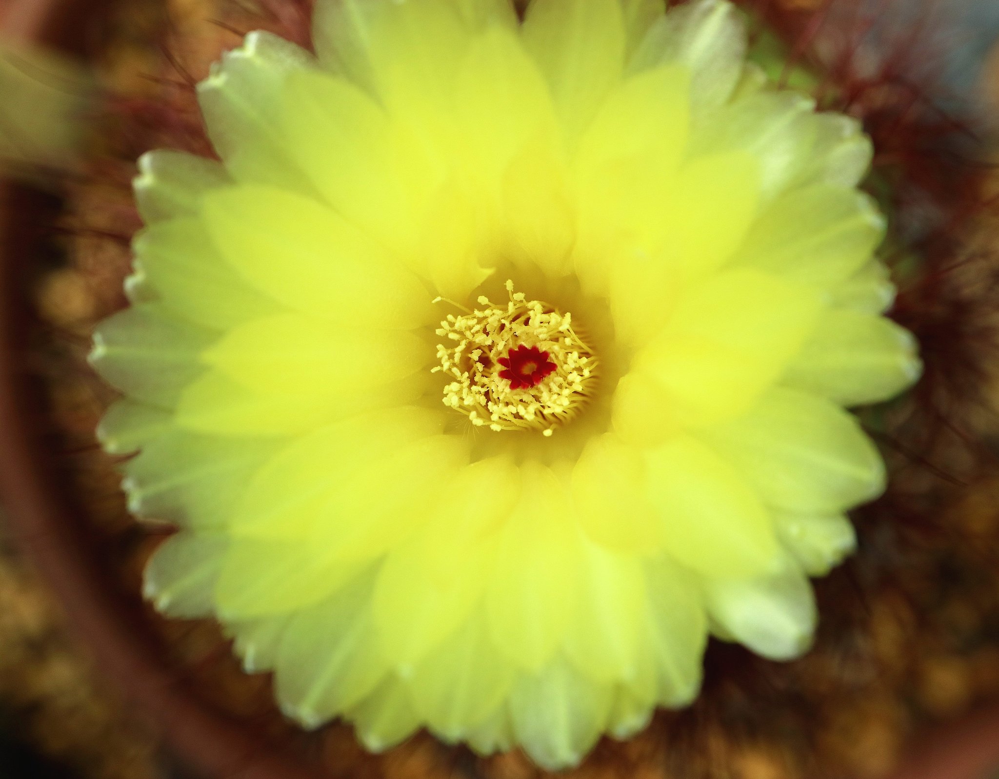 サボテンの花