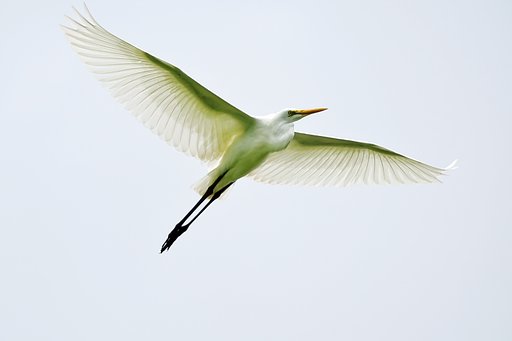 ダイサギ