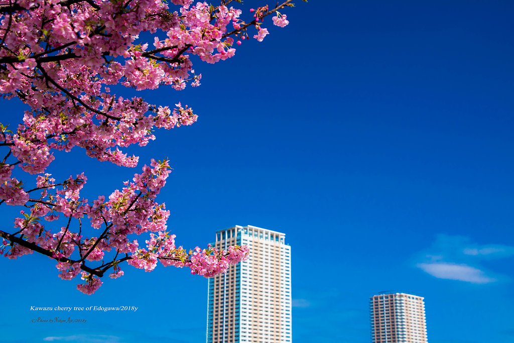 河津桜と青空と・・・・