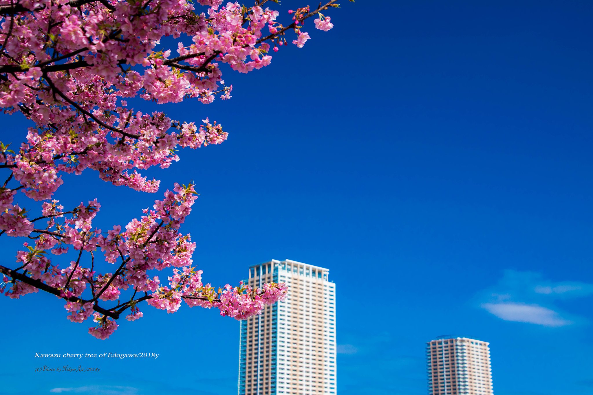 河津桜と青空と・・・・