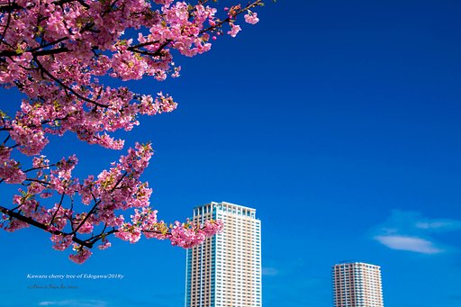 河津桜と青空と・・・・