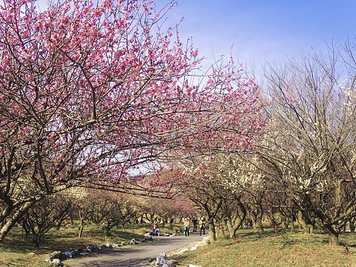 【春景】昨年の梅花散策