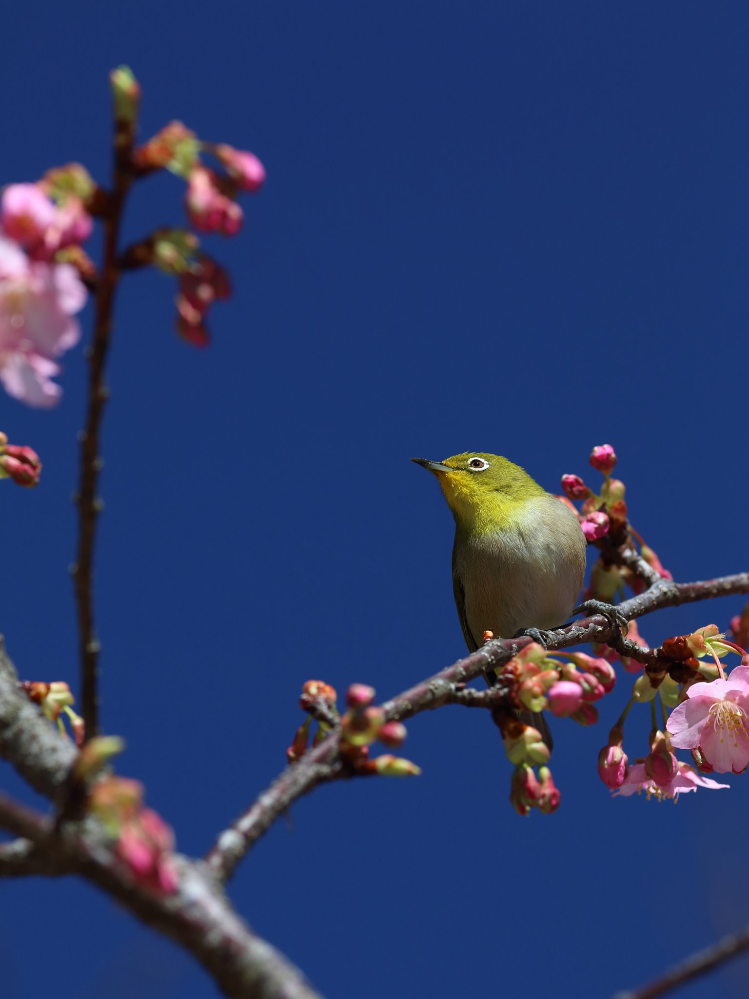 河津のジロー