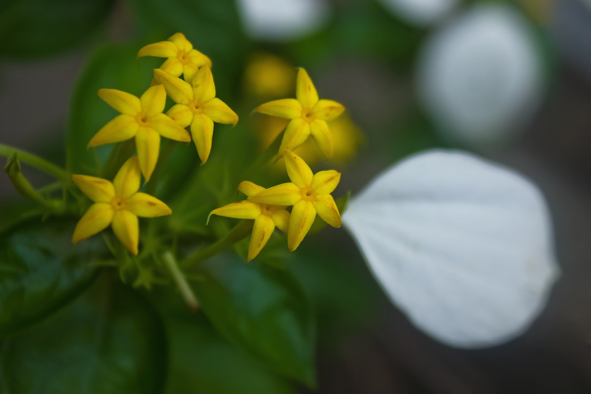 コンロンカ（ハンカチの花）