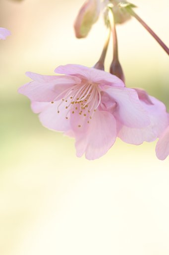河津桜