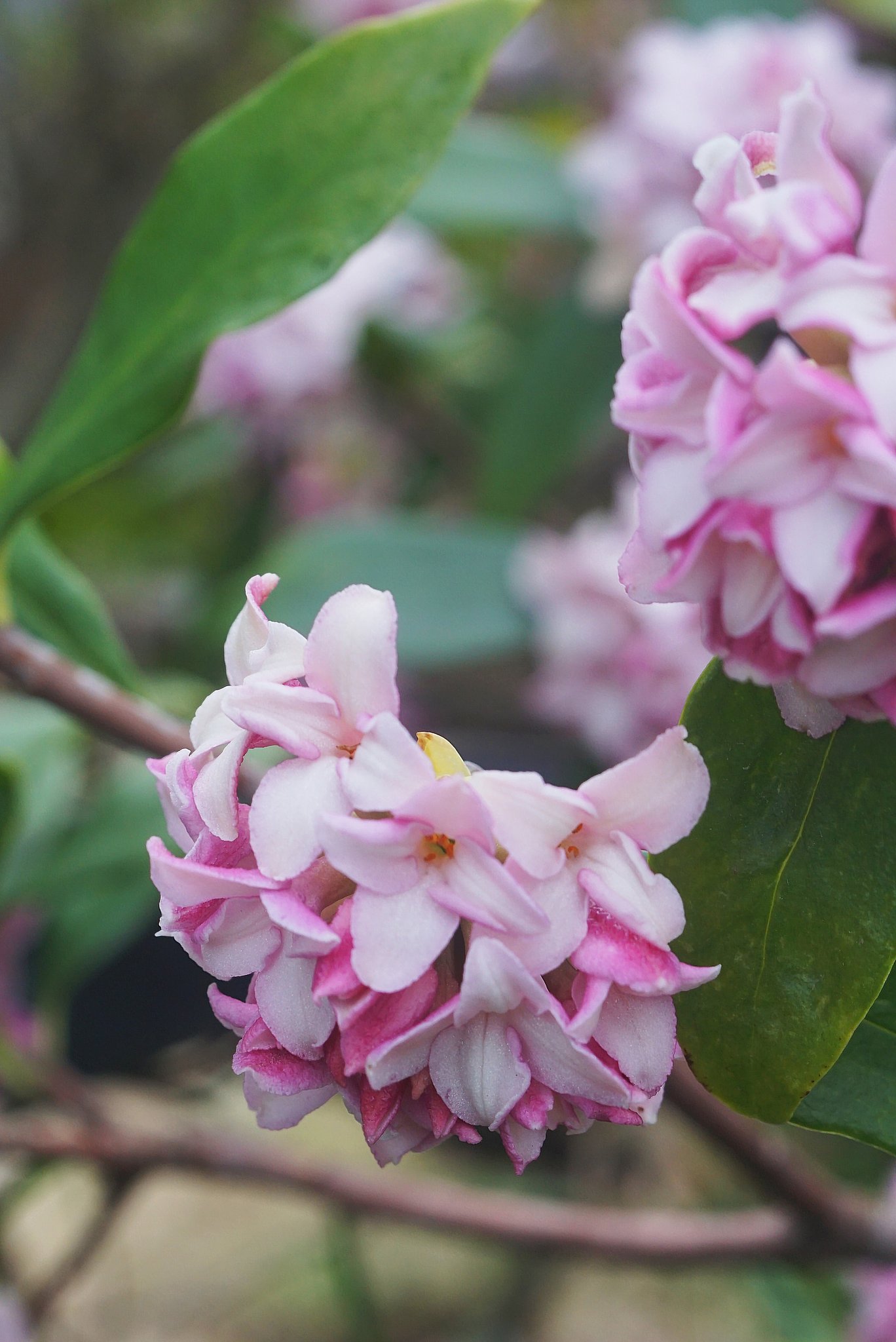沈丁花