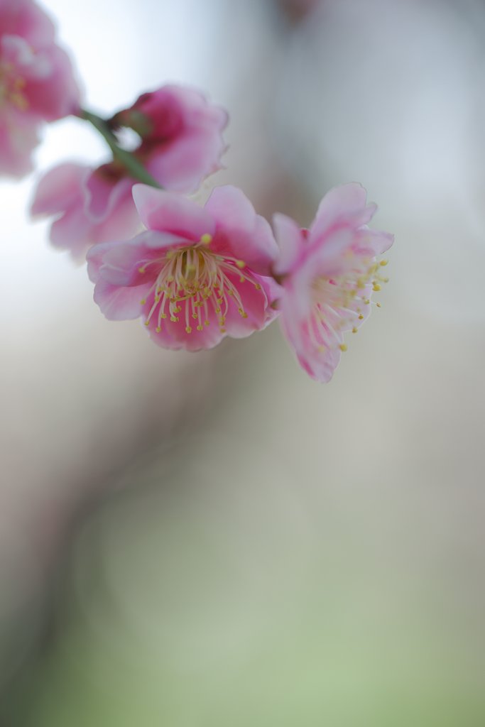 命短し梅の花