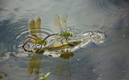 【夏】水辺の営み
