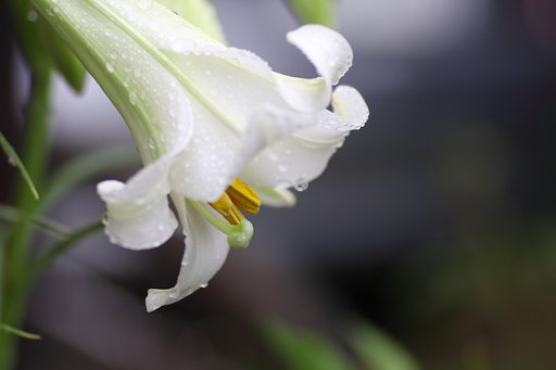 毎日雨です・・・