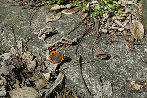 今季初観察、、、
