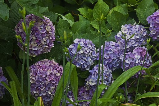 雨の紫陽花たちと