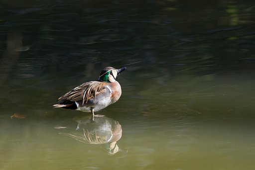 1月13日の写真