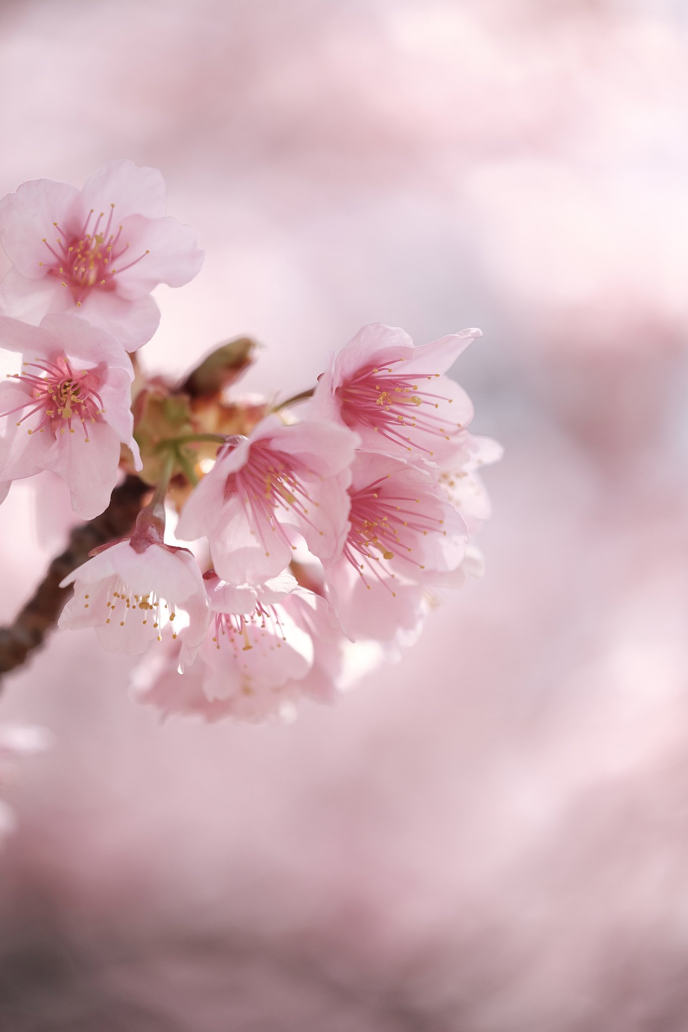 寒桜