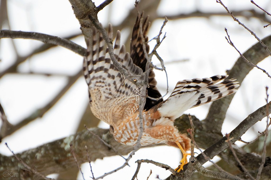 Broad-winged Hawk 3