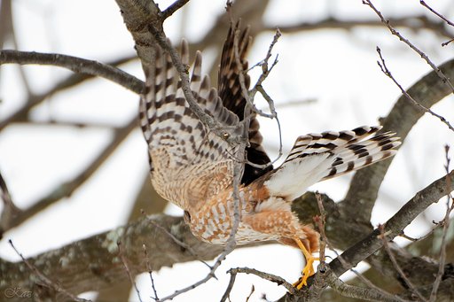 Broad-winged Hawk 3