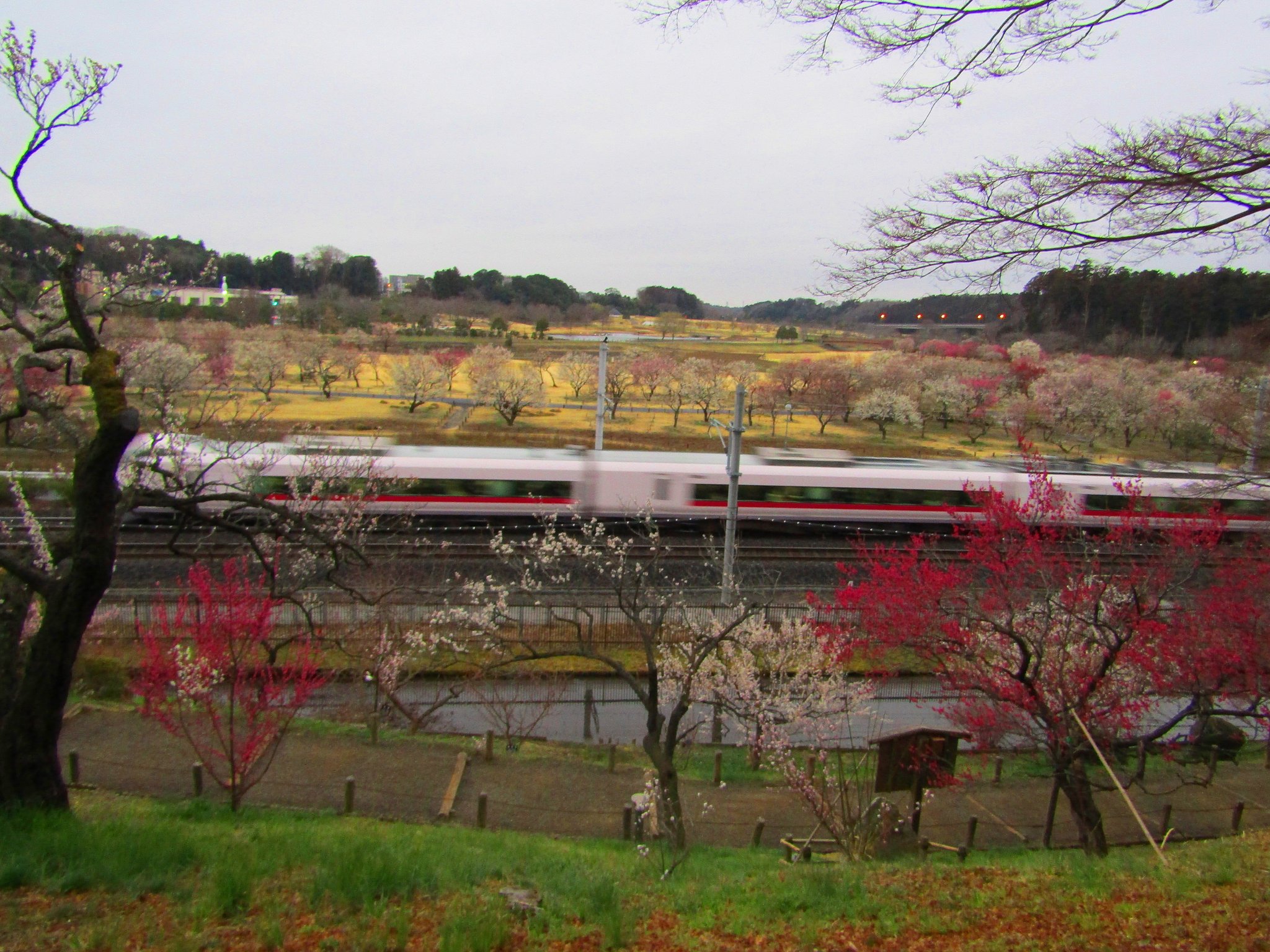 走る列車と梅