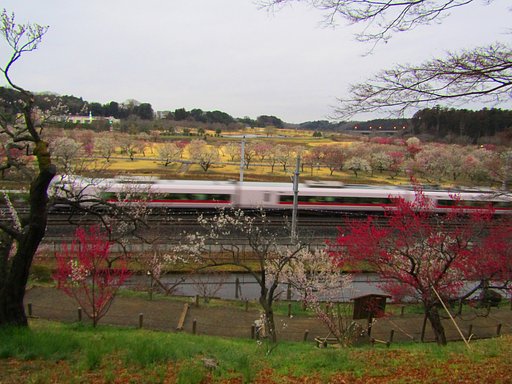 走る列車と梅