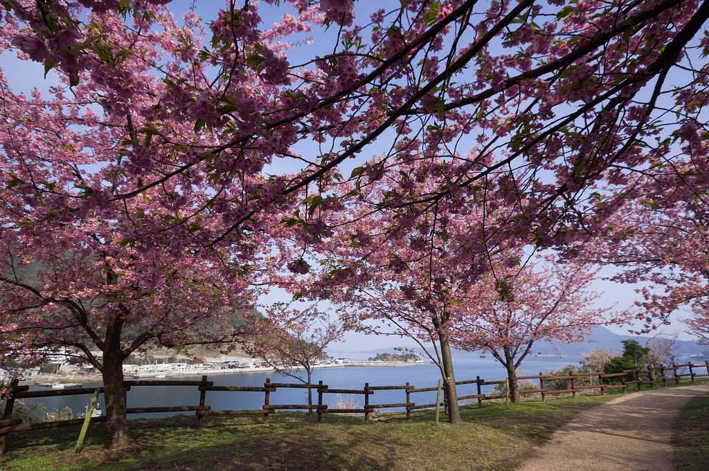 【春景】河津桜