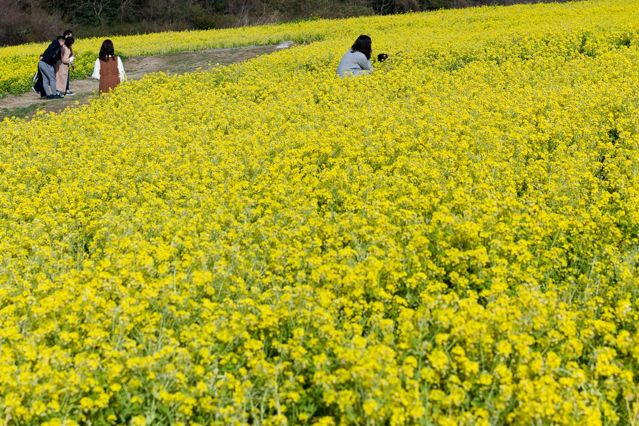 【春景】中に入らないで