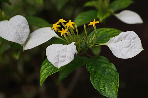 崑崙花