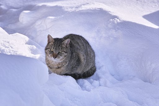 ねこ