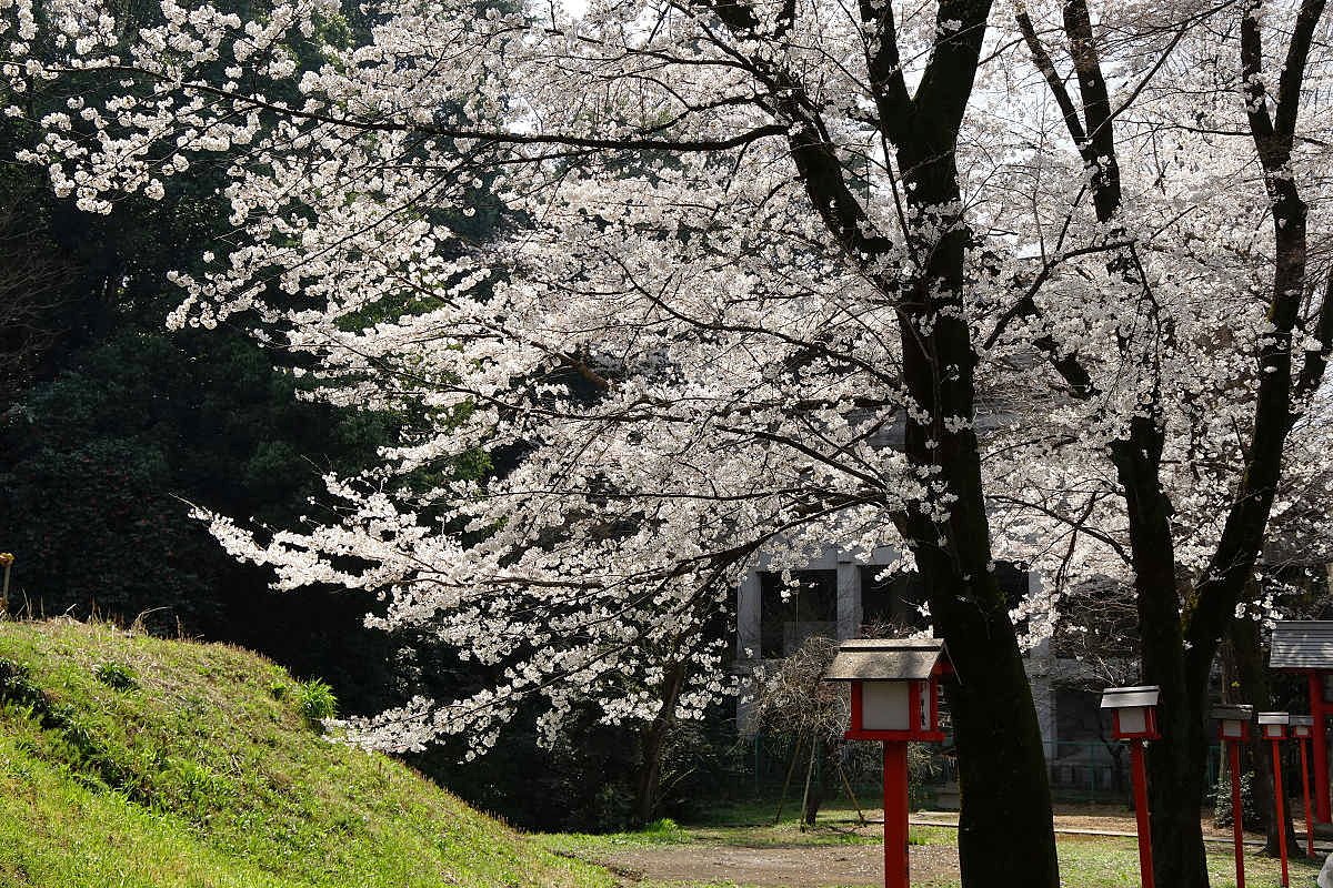 神社のさくら